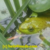 /home//u458753944/public_html/sourcegallery///////////////////Frogs/More bullfrogs/P7150858.JPG